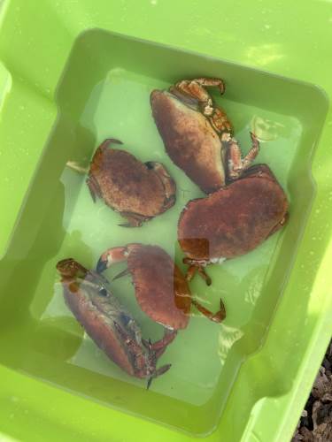 De må kjøles ned før vi skal spise de, så her ligger de i kaldt vann